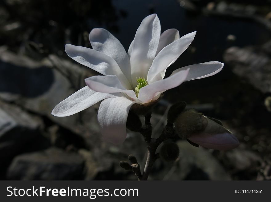 Flower, Plant, Flora, Flowering Plant