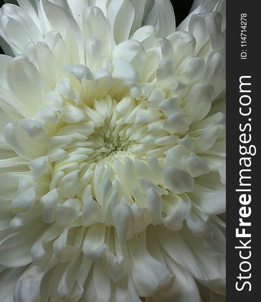 Flower, White, Petal, Flora