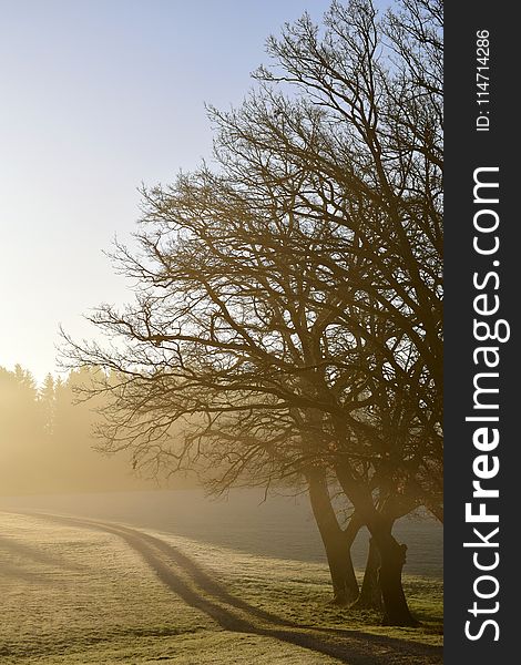 Tree, Winter, Sky, Branch