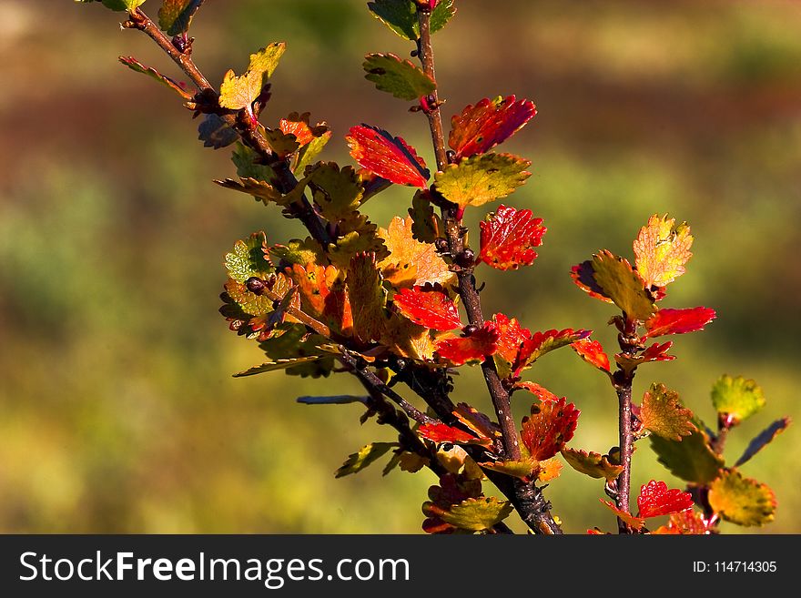 Vegetation, Flora, Leaf, Autumn