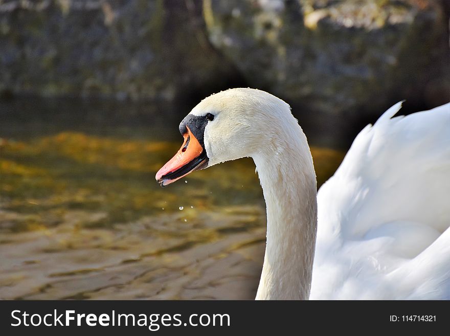 Bird, Swan, Water Bird, Beak