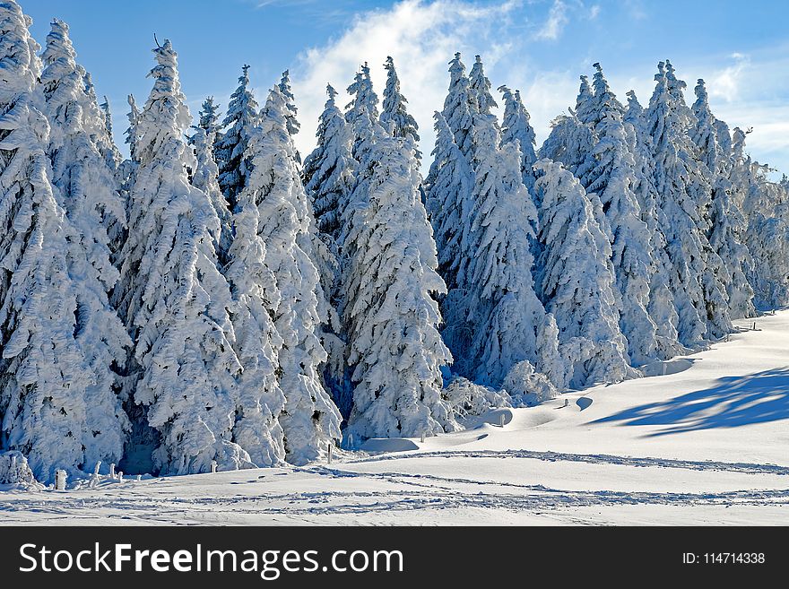 Winter, Tree, Snow, Woody Plant