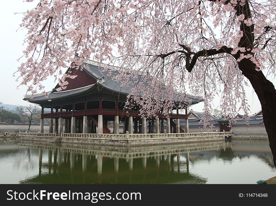 Chinese Architecture, Japanese Architecture, Cherry Blossom, Plant