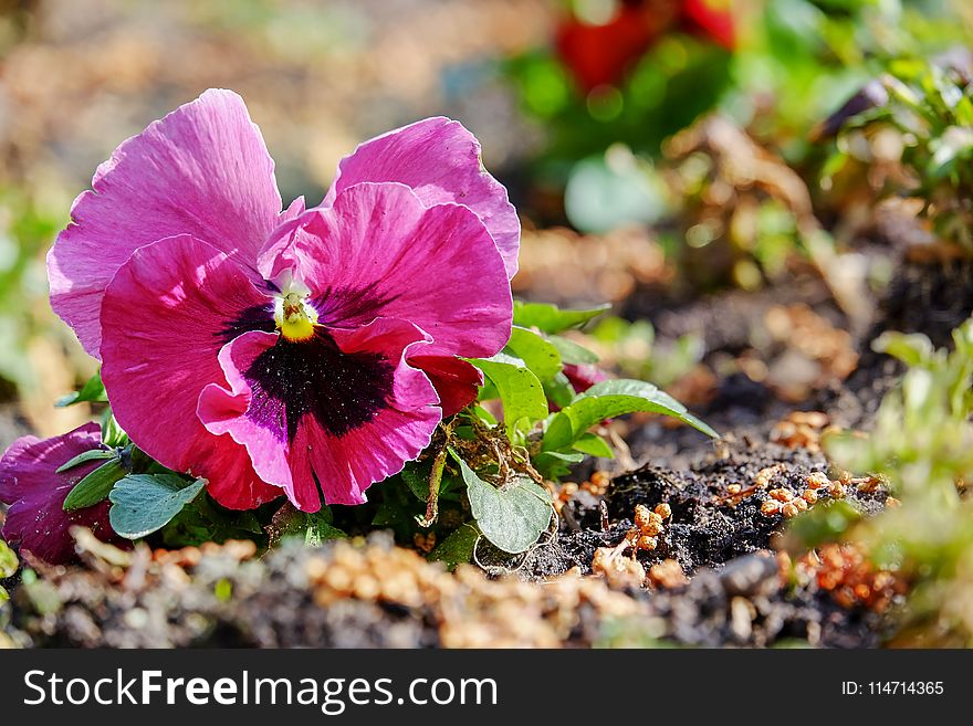 Flower, Plant, Flora, Flowering Plant