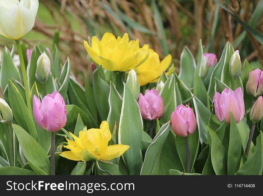 Flower, Plant, Flowering Plant, Tulip