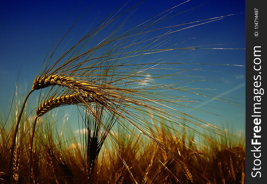 Sky, Wheat, Food Grain, Grass Family