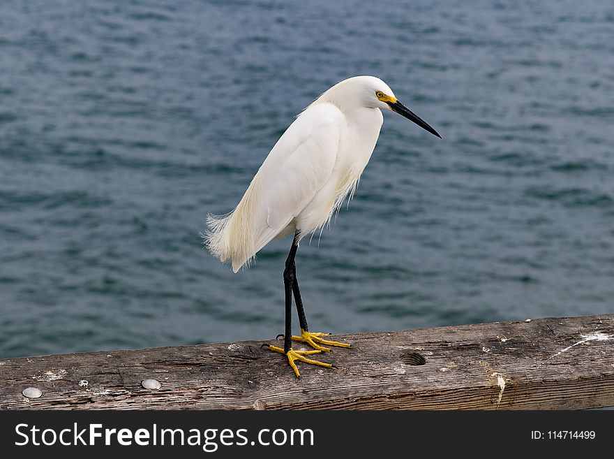 Bird, Great Egret, Egret, Beak