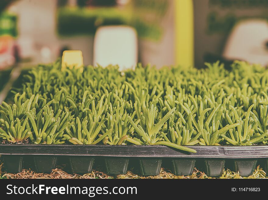 Seedlings of flowers and vegetables growing in foam containers in paper bags on the window in the ground on a Sunny day. Modern te