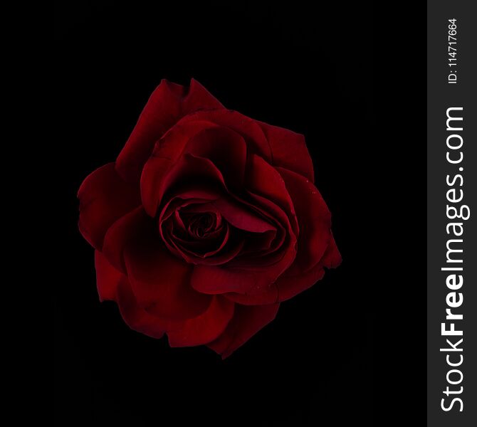 Red dark rose on black background