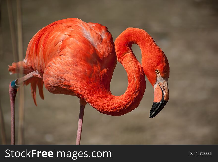Portrait of pink flamingo in border water