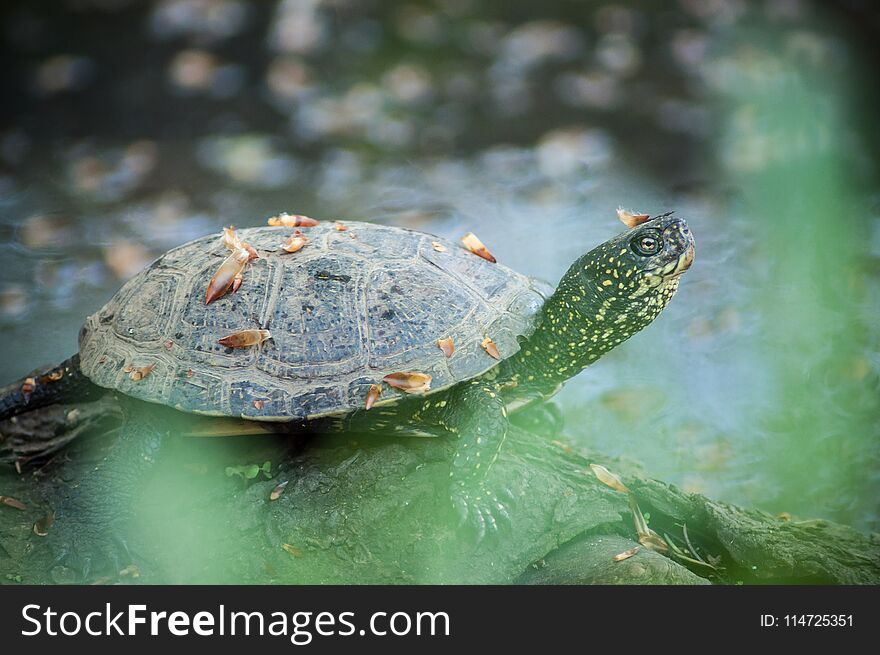 Portrait of little water turtle