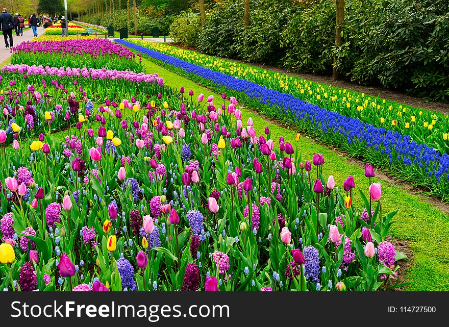 Colourful Tulips and Hyacinth Flowerbed and green grass background in an Spring Formal Garden in Netherlands. Colourful Tulips and Hyacinth Flowerbed and green grass background in an Spring Formal Garden in Netherlands