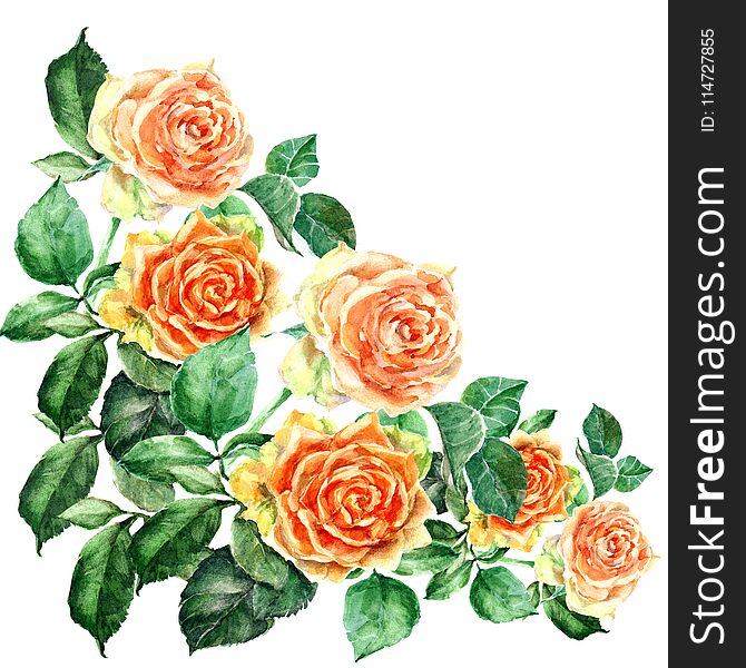 Watercolor orange rose with leaves. Floral corner. White background.