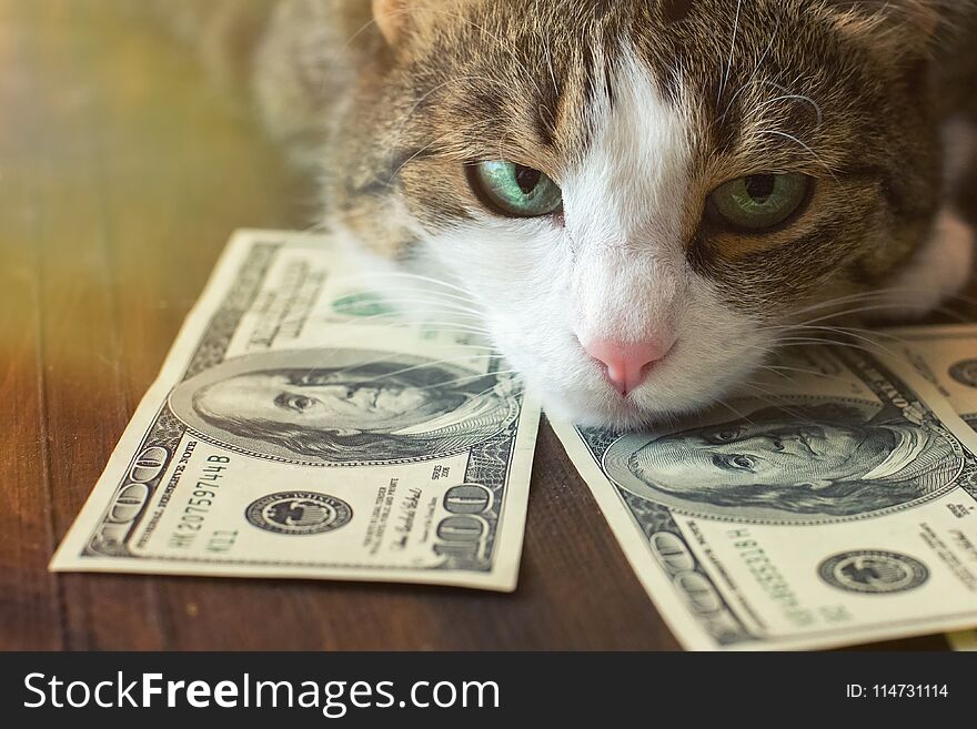Adorable cat is lying on dollar bills