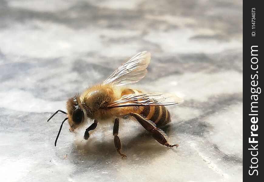 Little Bee