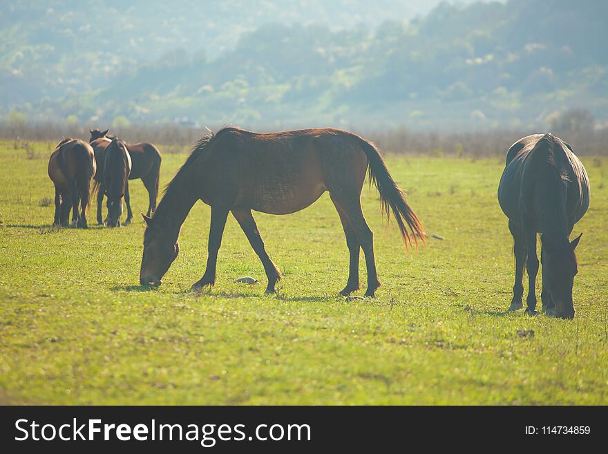 Wild horses grazing on a sunny mountain meadow