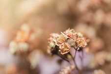 Close Up Beautiful Dried Flowers On Bright Background Blur. Stock Photography