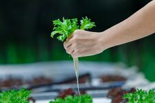 Hydroponics,Organic Fresh Harvested Vegetables,Farmers Hands Holding Fresh Vegetables. Royalty Free Stock Photos