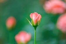 One Pink Roses In The Garden Blur Background Flower. Stock Photo