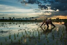 Paddy Field Beautiful Landscape Thailand Rice Fields Sunrise Sunset Blur. Stock Photos Paddy Field Beautiful Landscape Thailand Rice Fields Sunrise Sunset Blur. Stock Photos