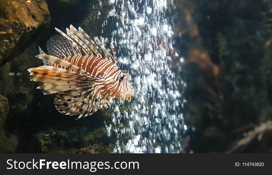 Lionfish and background with air bubble in fish tank. Lionfish and background with air bubble in fish tank