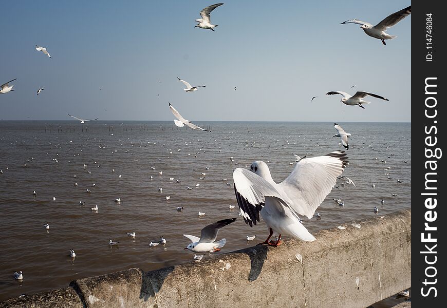 Watching seagulls at Bangpoo, Thailand. Winter season