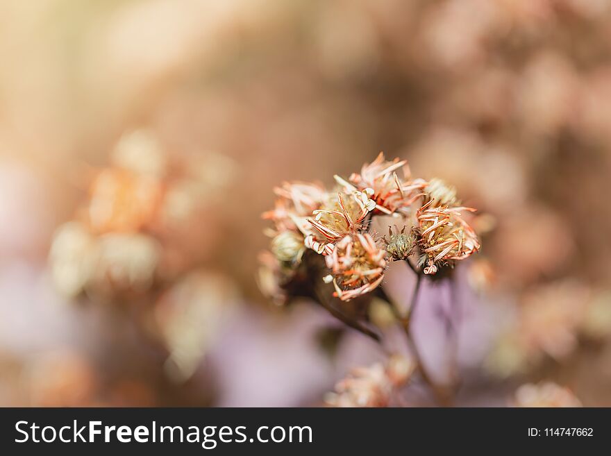 Close up of beautiful dry thistle flower in autumn, blurred background,Flowers and retro design concept. Close up of beautiful dry thistle flower in autumn, blurred background,Flowers and retro design concept.