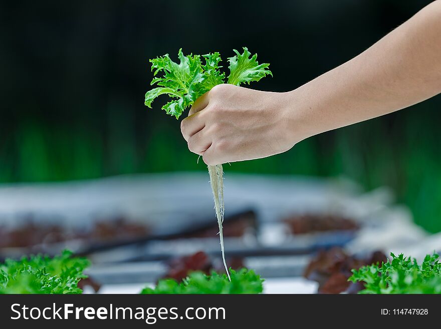 Hydroponics Organic Agriculture Farm System harvest, Farmer Hand holding vegetables, Green Salad Lettuce, from Plastic Pipe in his hands as Harvesting in Modern Agricultural Farming. Hydroponics Organic Agriculture Farm System harvest, Farmer Hand holding vegetables, Green Salad Lettuce, from Plastic Pipe in his hands as Harvesting in Modern Agricultural Farming.