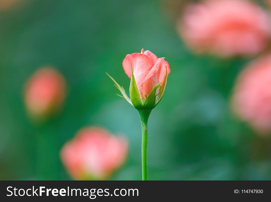 One Pink Roses In The Garden Blur Background Flower.