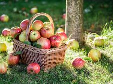 Apple Harvest. Ripe Red Apples In The Basket On The Green Grass. Stock Images