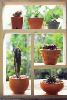 Small Succulent Pot Plants Decorative On Wood Window With Morning Warm Light Royalty Free Stock Photos