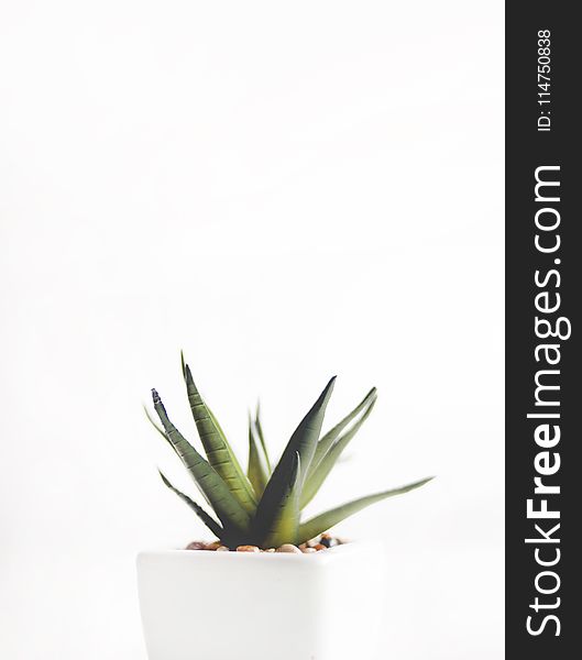 Aloe Vera Plant On White Pot