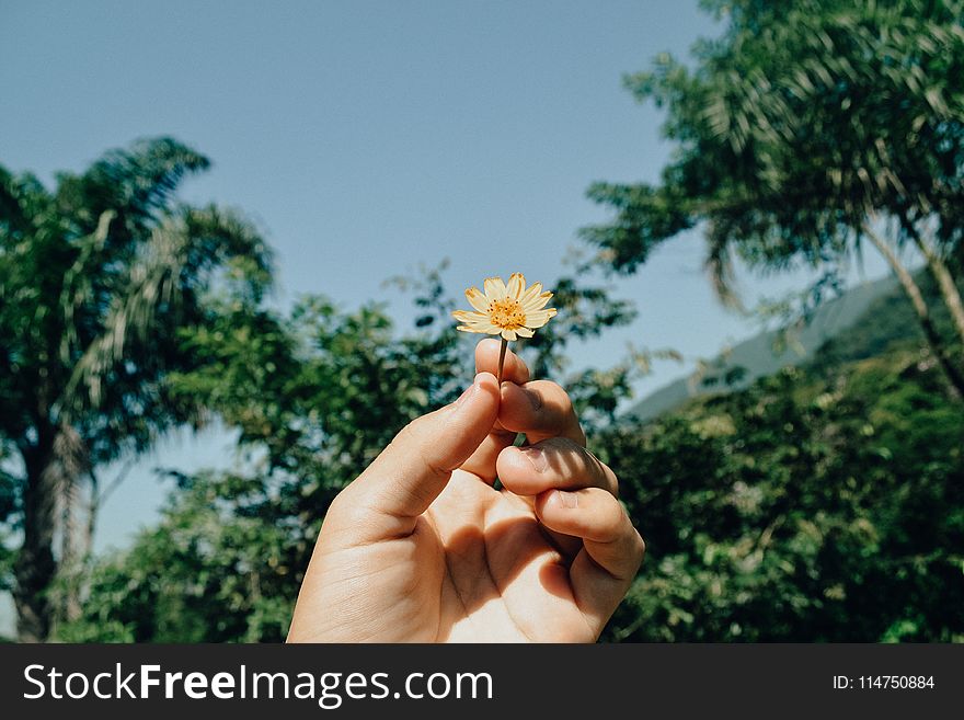 Person Holding White Aster Beside Trees Under White Clouds Blue Skies Daytime