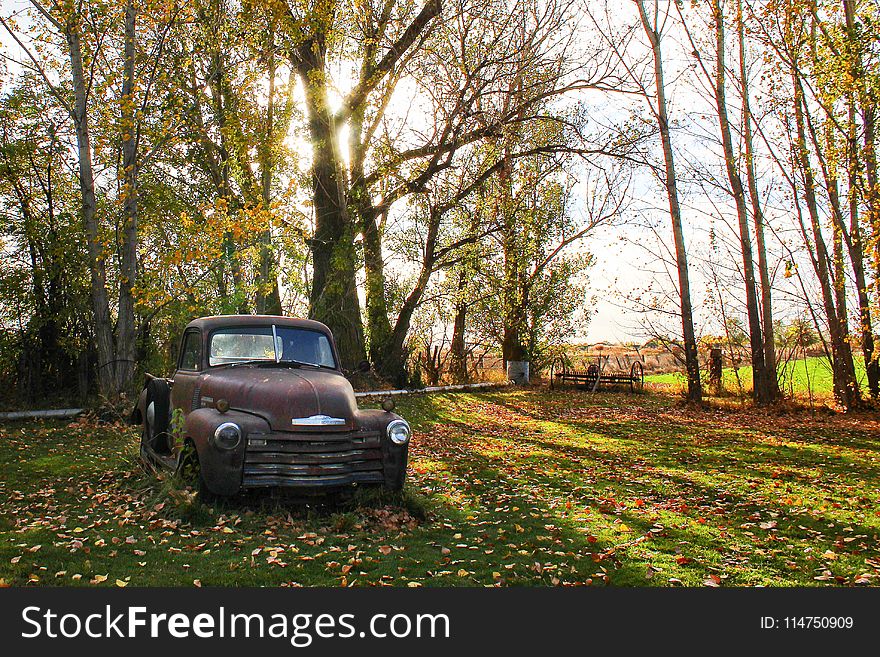 Classic Brown Single Cab Pickup Truck Parked Next to Tall Trees