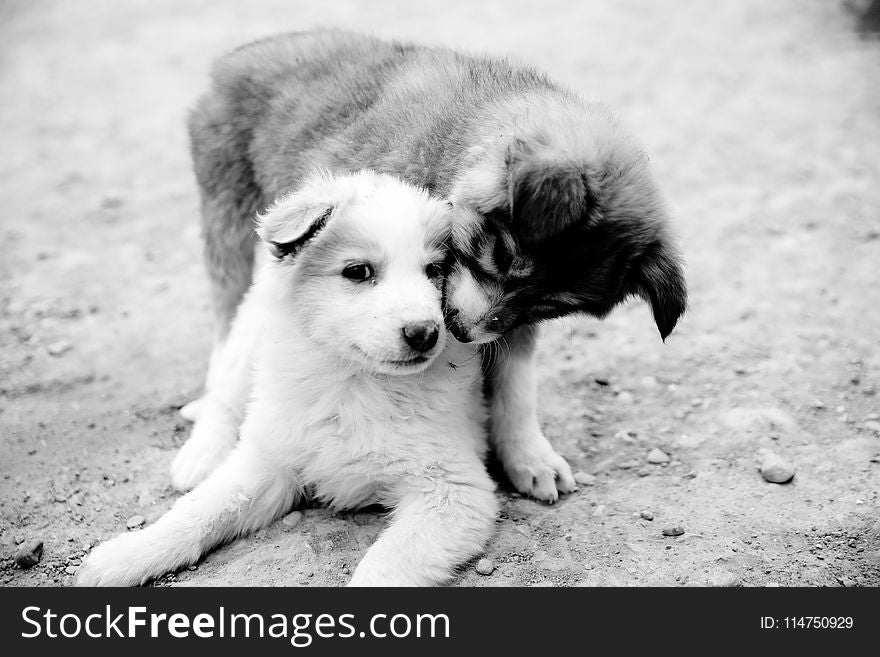 Grayscale Photography of Two Puppies