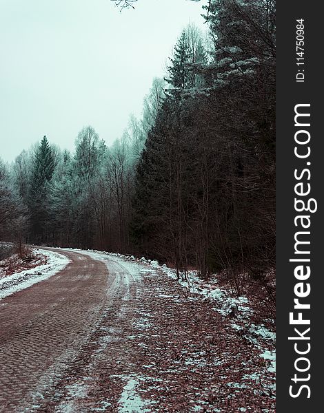 Green Leafed Trees next to a road