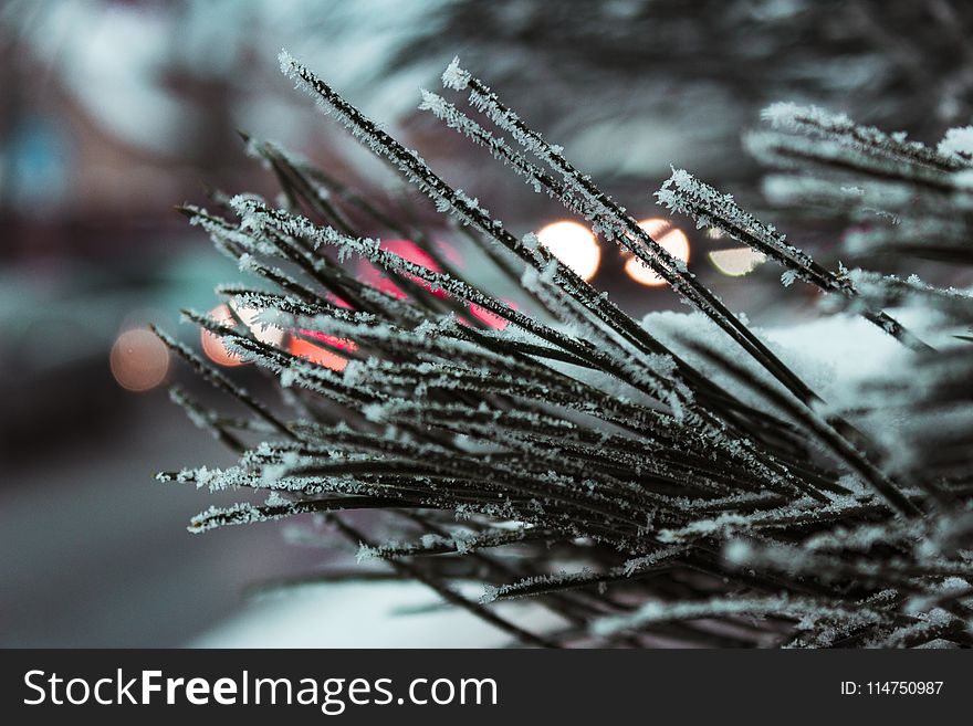 Macro Photography of Needle Leafed Plant With Snowflakes