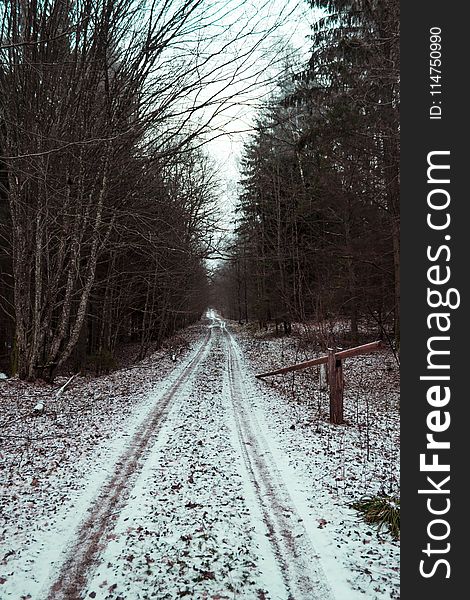 Road Between Bare Trees Under White Sky