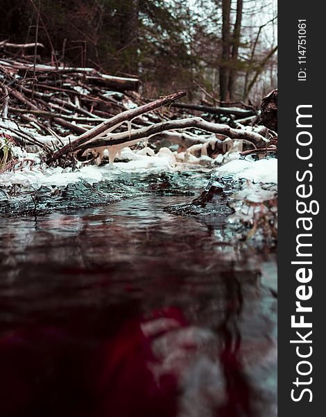 Close-up Photography of Body of Water Beside Tree Branches at Daytime