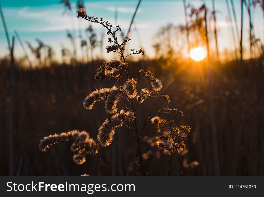 Silhouette of Plant during Golden Hour