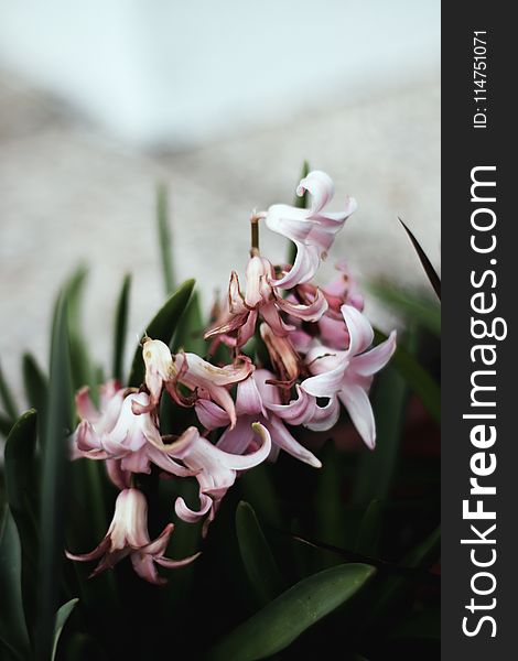 Pink Hyacinths