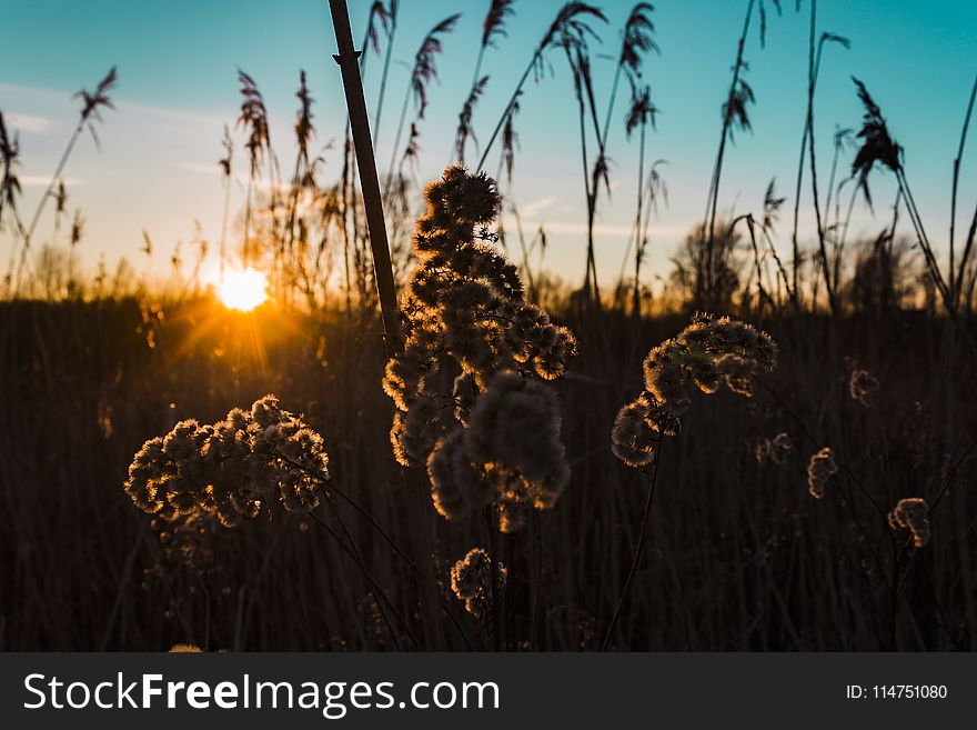 Silhouette of Cluster Flowers at Sunrise