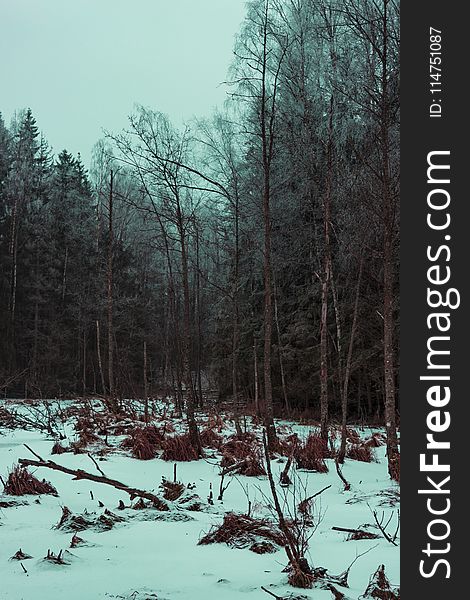 Photo Of Gray Leafed Trees And Snow