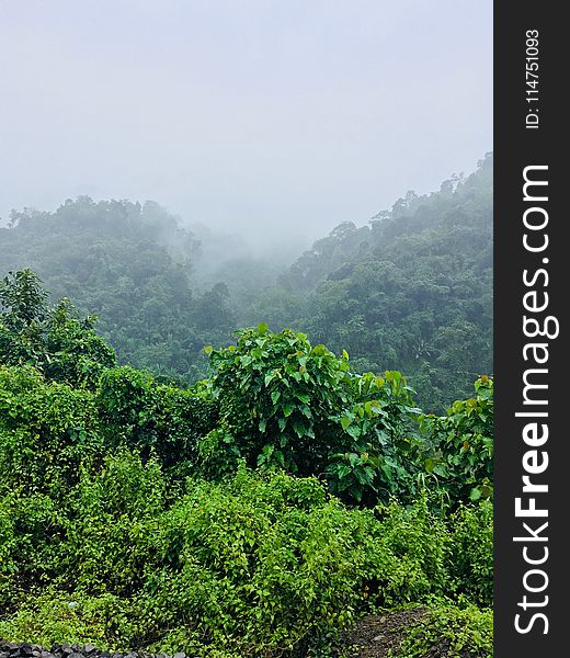 Green Leafed Plants Under Foggy Morning