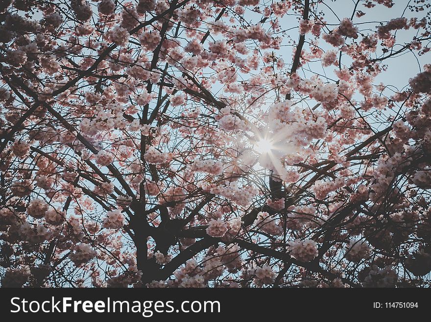 Cherry Blossom Tree