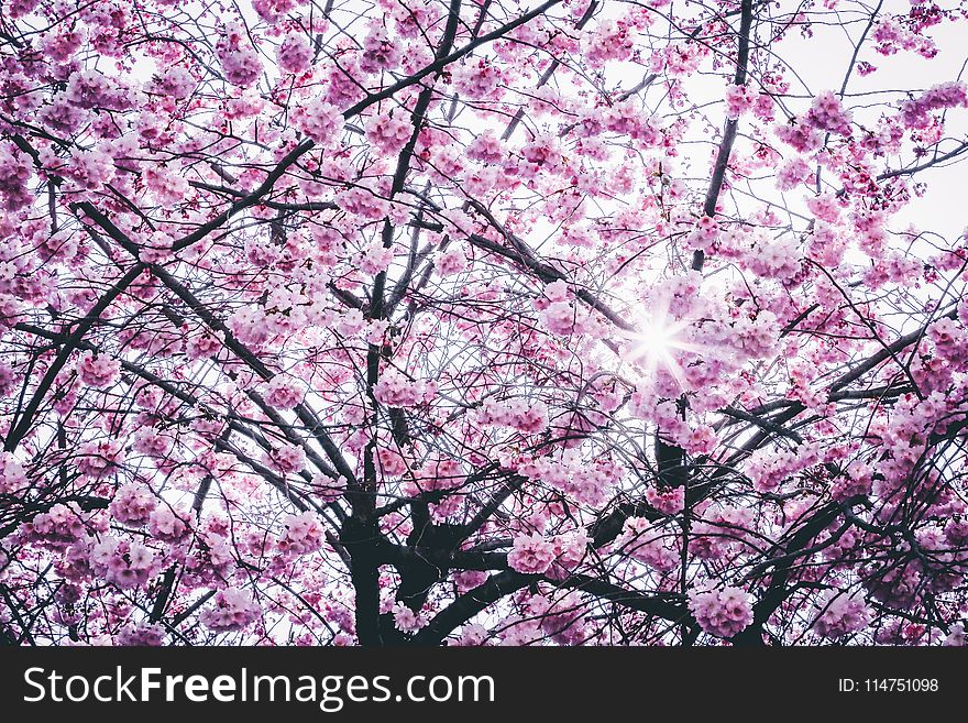 Pink Flowers Tree