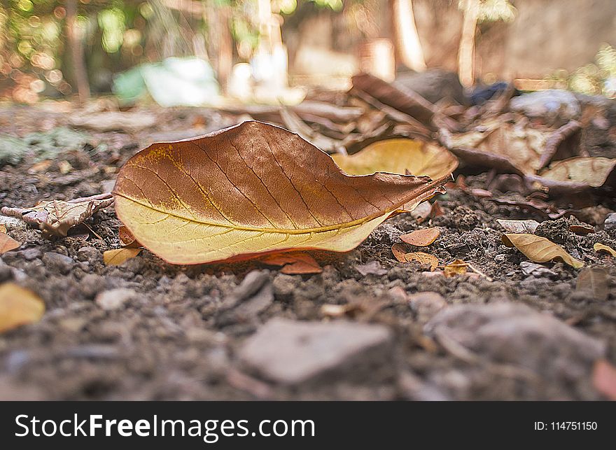 Shallow Photography Of Dry Leaves