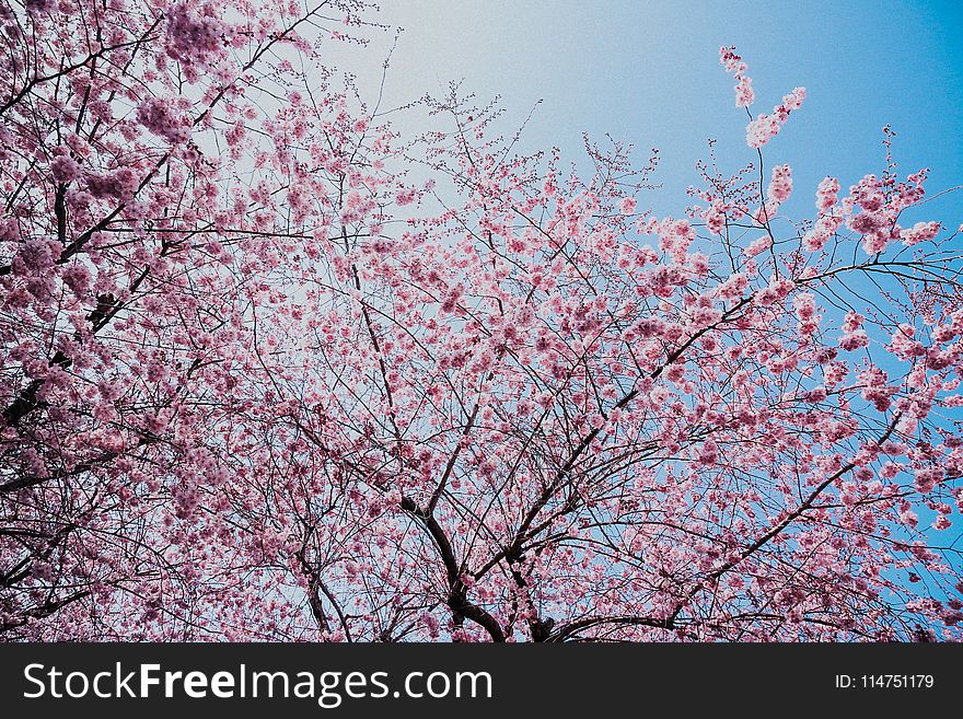 Pink Blossom