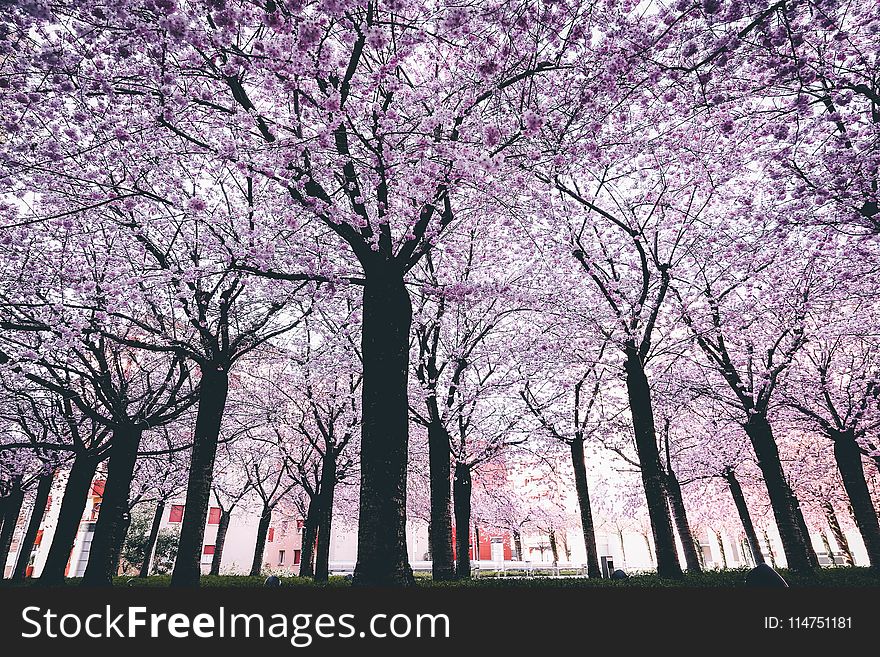 Spring Trees