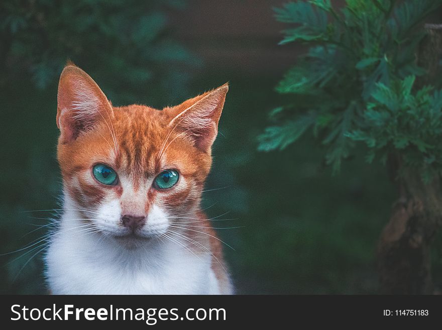 Cat Beside Green Plant